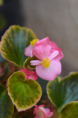 Image showing Wax begonia