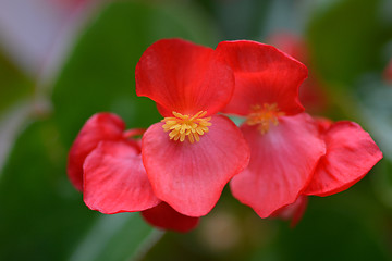 Image showing Wax begonia