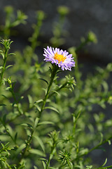 Image showing Alpine aster Dunkle Schoene