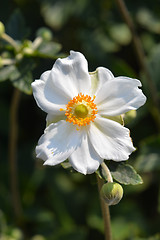 Image showing Japanese anemone Honorine Jobert