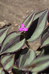 Image showing Wandering jew