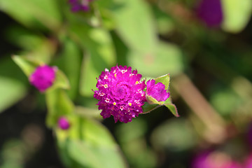 Image showing Globe amaranth Violacea