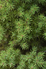 Image showing Dwarf Alberta Spruce