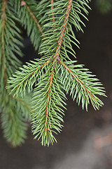 Image showing Blue spruce