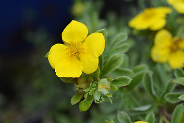 Image showing Shrubby cinquefoil Gold Carpet