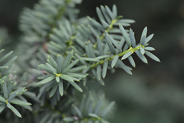 Image showing European common yew