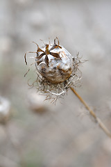 Image showing Love-in-a-mist seed head