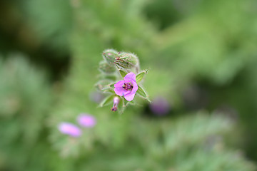 Image showing Common storksbill