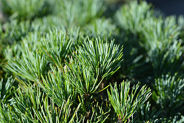 Image showing Tempelhof Japanese White Pine