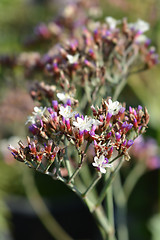 Image showing Salt Lake Sea Lavender