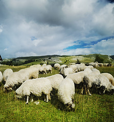 Image showing Sheep in the field