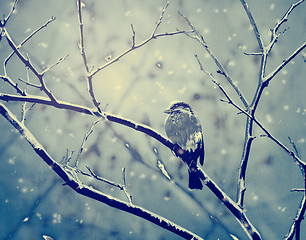 Image showing Sparrow on the snowy branch