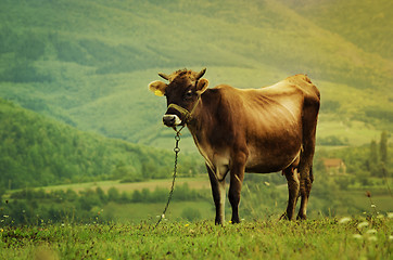 Image showing Cow in the Field