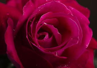 Image showing Red Rose