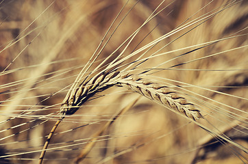 Image showing Wheat