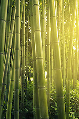 Image showing bamboo