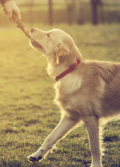 Image showing Dog with stick