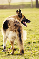 Image showing German Shepherd