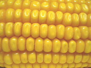 Image showing Corn on the cobb.