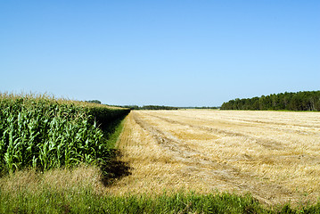 Image showing Cultivating Corn