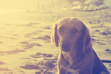 Image showing Dog on the Beach
