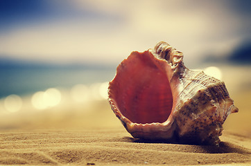 Image showing 	Seashell in the sand 