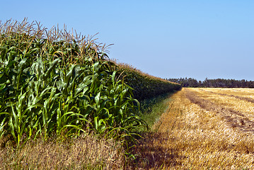 Image showing Lush Corn Field