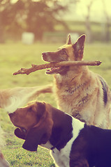 Image showing Dog with stick