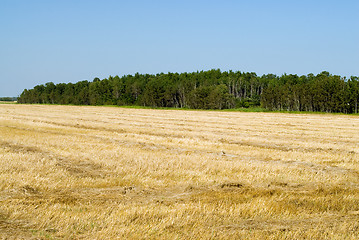 Image showing Harvested Field