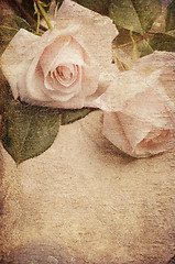 Image showing White Roses