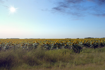 Image showing Sunflower Field