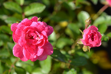 Image showing Lovely Fairy shrub rose