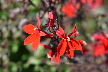 Image showing Cardinal Flower Fan Scarlet