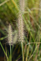 Image showing Chinese fountain grass Hameln