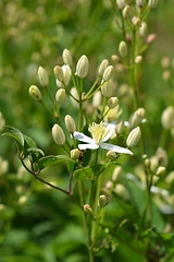 Image showing Erect clematis