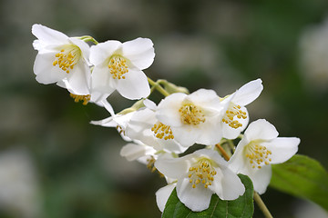 Image showing Florida mock orange