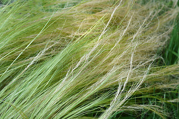 Image showing Pony tails grass