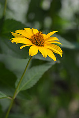 Image showing False sunflower Dauer Gold