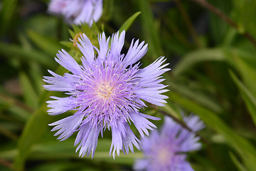 Image showing Stokes aster