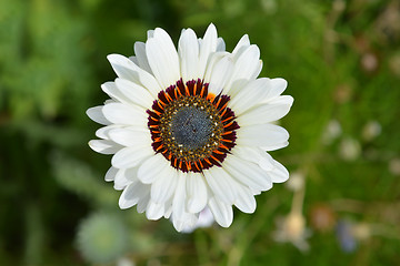 Image showing Tricolor chrysanthemum