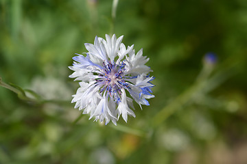 Image showing Cornflower