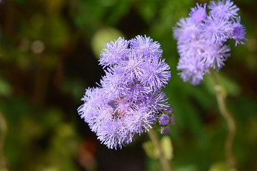 Image showing Blue flossflower