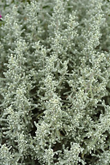 Image showing Cotton lavender