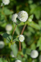 Image showing White globe amaranth