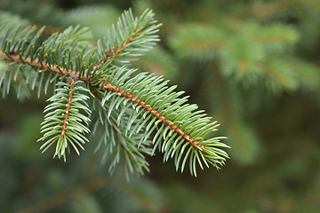 Image showing Blue spruce