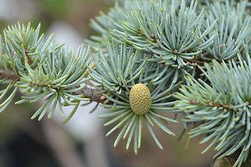 Image showing Blue Atlas Cedar