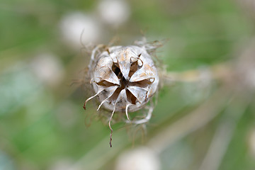 Image showing Love-in-a-mist seed head