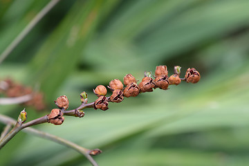 Image showing Montbretia Lucifer seeds