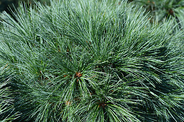 Image showing White pine Radiata