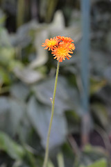 Image showing Orange hawkweed Rotgold Hybrids